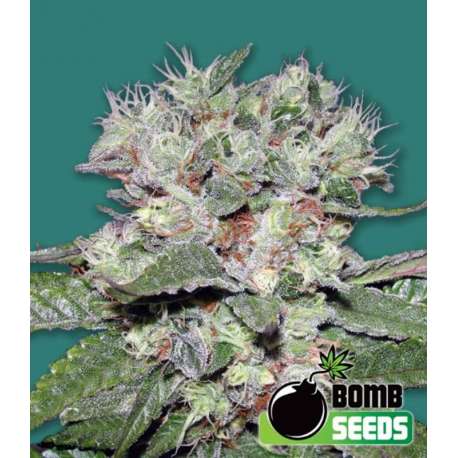 10 UND FEM - CBD BOMB * BOMB SEEDS 10 UND FEMINIZADAS