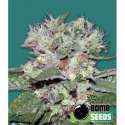 10 UND FEM - CBD BOMB * BOMB SEEDS 10 UND FEMINIZADAS