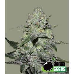 10 UND FEM - GORILLA BOMB * BOMB SEEDS 10 UND FEMINIZADAS