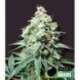 10 UND REG - KUSH BOMB * BOMB SEEDS 10 UND REGULARES