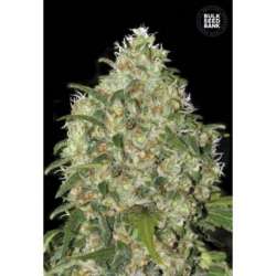 5 UND FEM - AMNESIA PLATINUM * BULK SEED 5 UND FEM