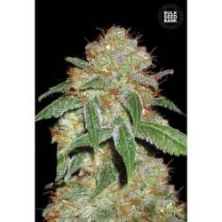 5 UND FEM - DARK DOMINA * BULK SEED 5 UND FEM