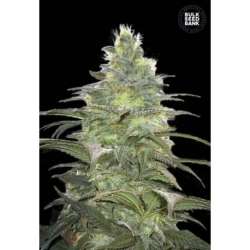 5 UND FEM - BLUEBERRY BERRY * BULK SEED 5 UND FEM