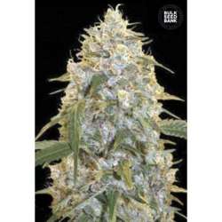 5 UND FEM - COCOPOPO * BULK SEED 5 UND FEM