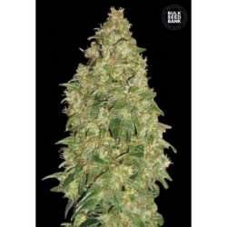 5 UND FEM - DUBAI POISON * BULK SEED 5 UND FEM