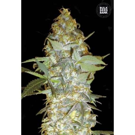 5 UND FEM - EUFORIA SPECIAL * BULK SEED 5 UND FEM
