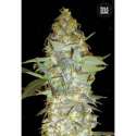 5 UND FEM - EUFORIA SPECIAL * BULK SEED 5 UND FEM