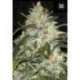 5 UND FEM - GRAPEFRUIT * BULK SEED 5 UND FEM