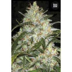 5 UND FEM - GRAPEFRUIT * BULK SEED 5 UND FEM