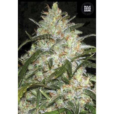 5 UND FEM - GRAPEFRUIT * BULK SEED 5 UND FEM