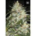 5 UND FEM - GRAPEFRUIT * BULK SEED 5 UND FEM