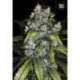 5 UND FEM - GOOD WILD SHARK * BULK SEED 5 UND FEM