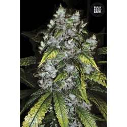 5 UND FEM - GOOD WILD SHARK * BULK SEED 5 UND FEM