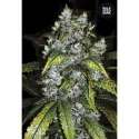 5 UND FEM - GOOD WILD SHARK * BULK SEED 5 UND FEM