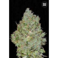 5 UND FEM - JACK HAIR * BULK SEED 5 UND FEM