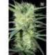 5 UND FEM - K 2 BULK SEED 5 UND FEM*
