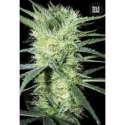 5 UND FEM - K 2 BULK SEED 5 UND FEM*