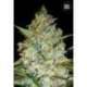 5 UND FEM - KALI'S MISTERY * BULK SEED 5 UND FEM