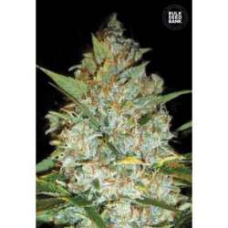 5 UND FEM - KALI'S MISTERY * BULK SEED 5 UND FEM