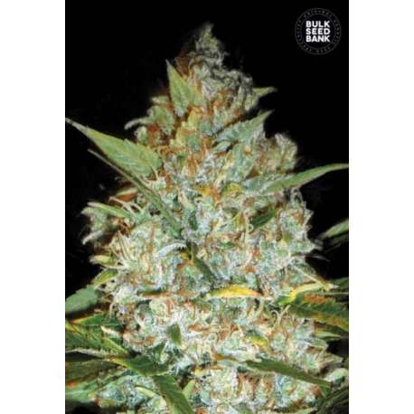 5 UND FEM - KALI'S MISTERY * BULK SEED 5 UND FEM