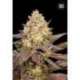 5 UND FEM - LAVENDER BEST * BULK SEED 5 UND FEM