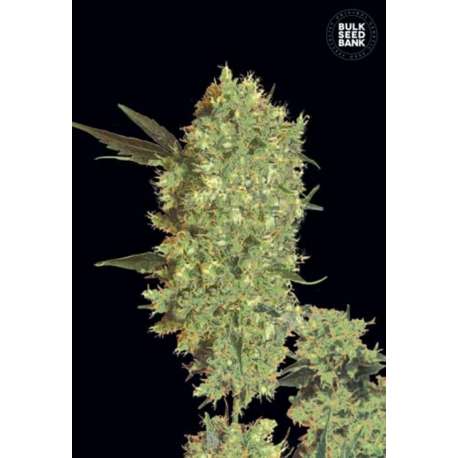 5 UND FEM - MARLEY'S BUD * BULK SEED 5 UND FEM