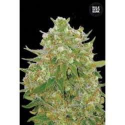 5 UND FEM - MASTER KUSH GRAND * BULK SEED 5 UND FEM