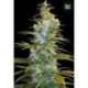 5 UND FEM - NORTHERN LIGHT * BULK SEED 5 UND FEM