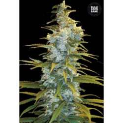 5 UND FEM - NORTHERN LIGHT * BULK SEED 5 UND FEM