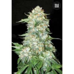 5 UND FEM - OG KUSH * BULK SEED 5 UND FEM