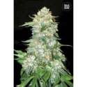 5 UND FEM - OG KUSH * BULK SEED 5 UND FEM