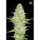 5 UND FEM - PERFECT POWER PLANT * BULK SEED 5 UND FEM