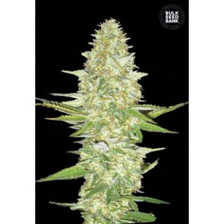 5 UND FEM - PERFECT POWER PLANT * BULK SEED 5 UND FEM