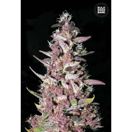 5 UND FEM - PURPLE GLAM KUSH * BULK SEED 5 UND FEM