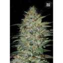 5 UND FEM - SENSIBLE STAR * BULK SEED 5 UND FEM