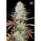 5 UND FEM - SUNMANGO * BULK SEED 5 UND FEM