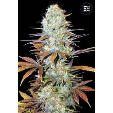 5 UND FEM - SUNMANGO * BULK SEED 5 UND FEM