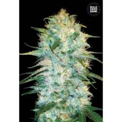 5 UND FEM - AUTO AMNESIA PLATINUM * BULK SEED 5 UND FEM