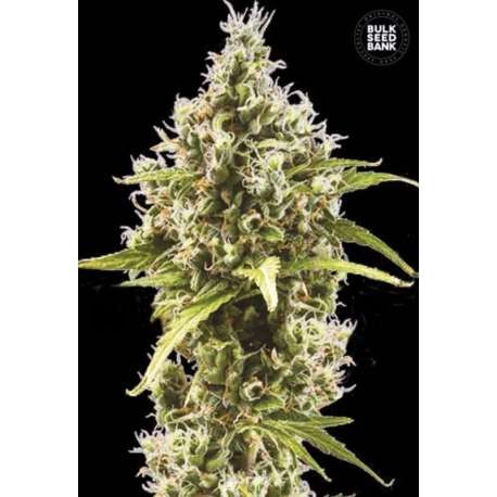 5 UND FEM - AUTO AMNESIA HAZE * BULK SEED 5 UND FEM