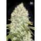 5 UND FEM - WHITE WIDOW * BULK SEED 5 UND FEM