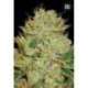 5 UND FEM - AUTO BIGGER BUD * BULK SEED 5 UND FEM