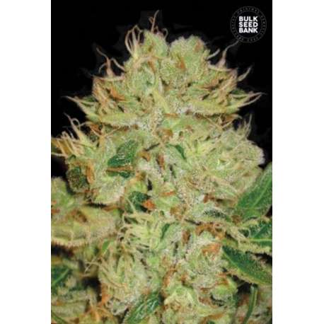 5 UND FEM - AUTO BIGGER BUD * BULK SEED 5 UND FEM