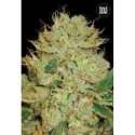 5 UND FEM - AUTO BIGGER BUD * BULK SEED 5 UND FEM