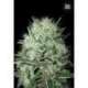 5 UND FEM - AUTO DEVIL KISS * BULK SEED 5 UND FEM