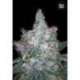 5 UND FEM - AUTO BLUEBERRY BERRY * BULK SEED 5 UND FEM