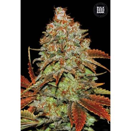 5 UND FEM - AUTO BUBBLEGUM EXTRA * BULK SEED 5 UND FEM