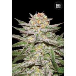 5 UND FEM - AUTO CARAMEL KING * BULK SEED 5 UND FEM