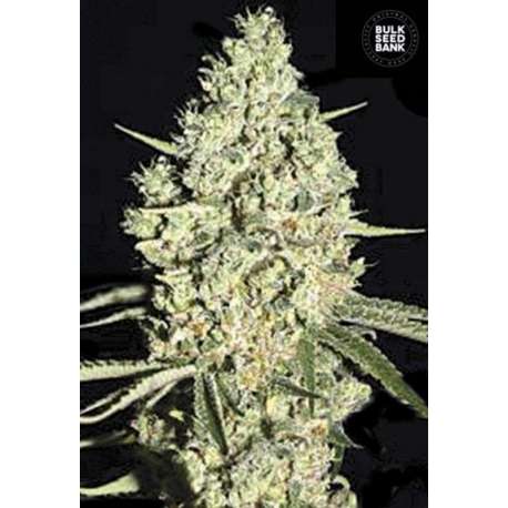 5 UND FEM - AUTO CRITICAL * BULK SEED 5 UND FEM