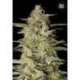 5 UND FEM - AUTO HINDU KUSH * BULK SEED 5 UND