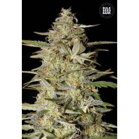 5 UND FEM - AUTO HINDU KUSH * BULK SEED 5 UND